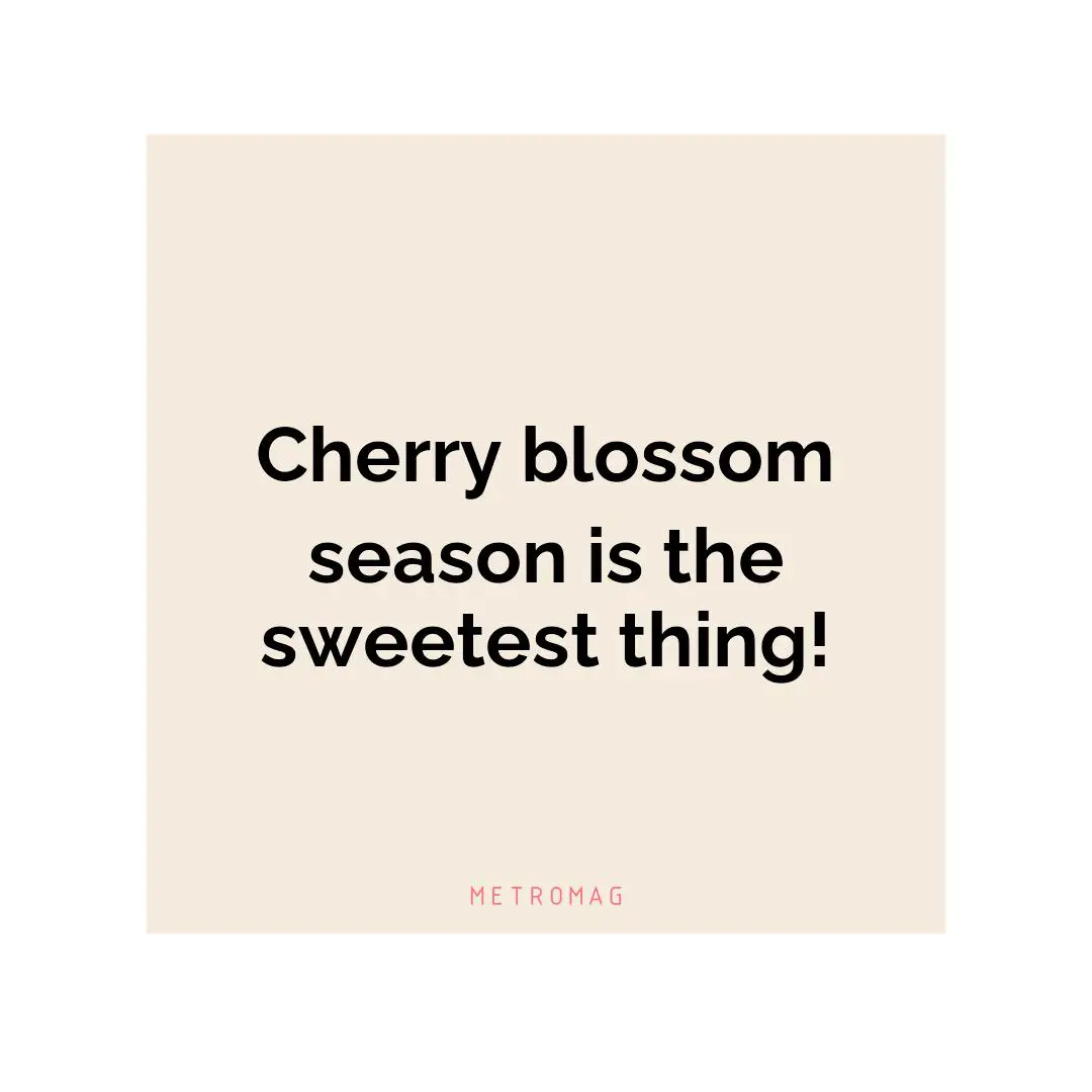 Cherry blossom season is the sweetest thing!