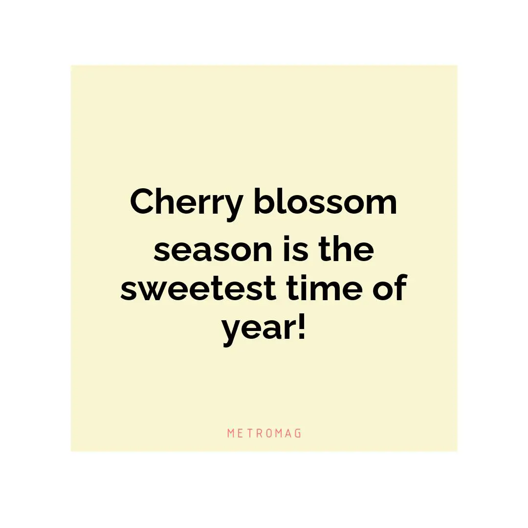 Cherry blossom season is the sweetest time of year!