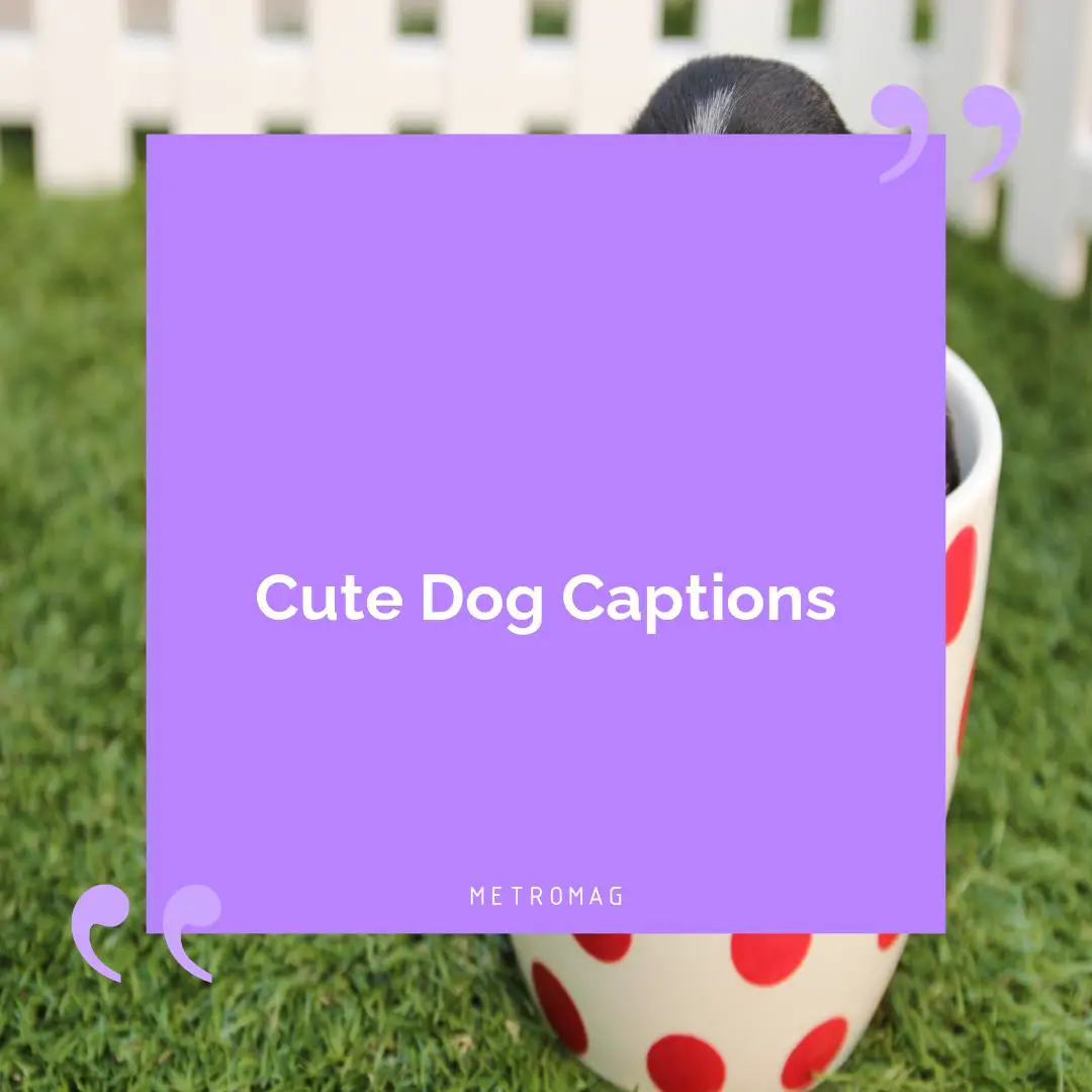 Cute Dog Captions