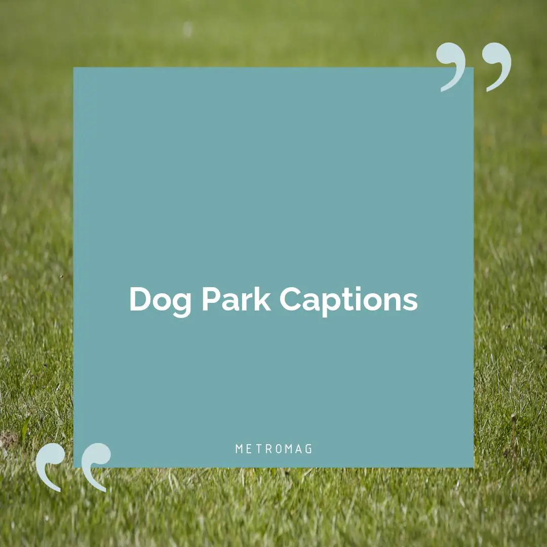 Dog Park Captions
