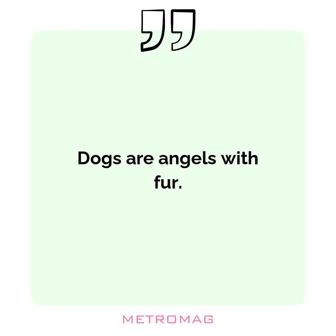 Dogs are angels with fur.