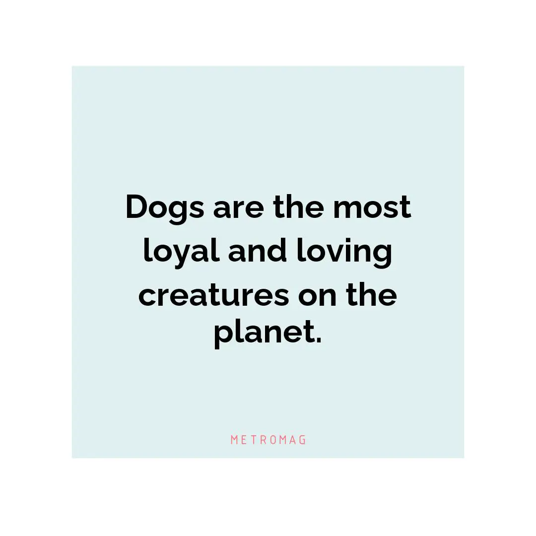 Dogs are the most loyal and loving creatures on the planet.