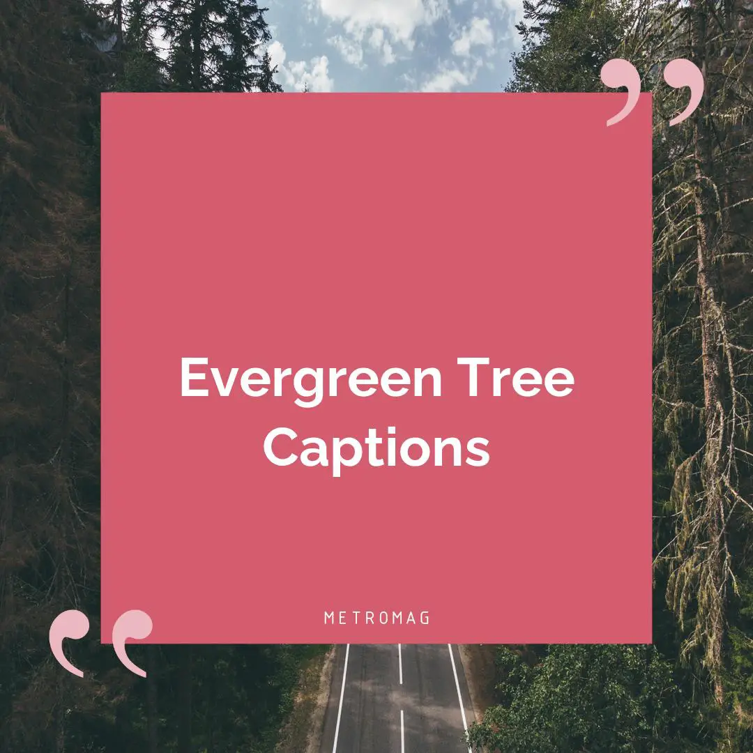Evergreen Tree Captions