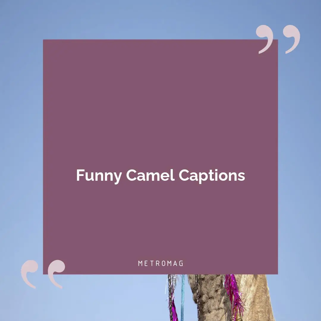Funny Camel Captions