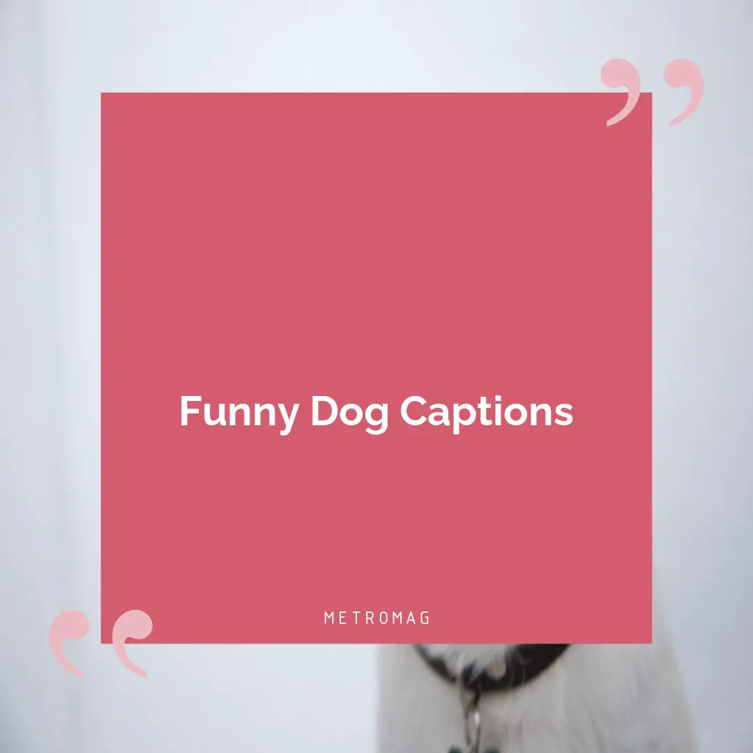 Funny Dog Captions