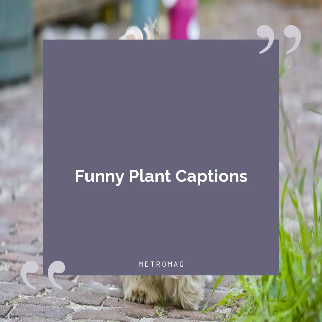 Funny Plant Captions