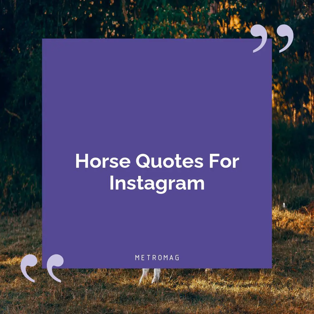 Horse Quotes For Instagram