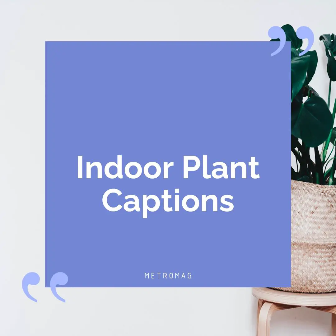 Indoor Plant Captions