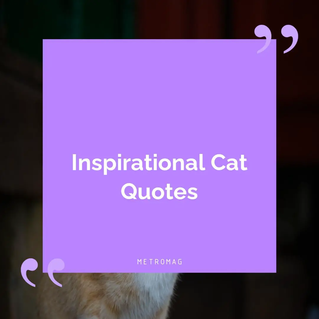 Inspirational Cat Quotes