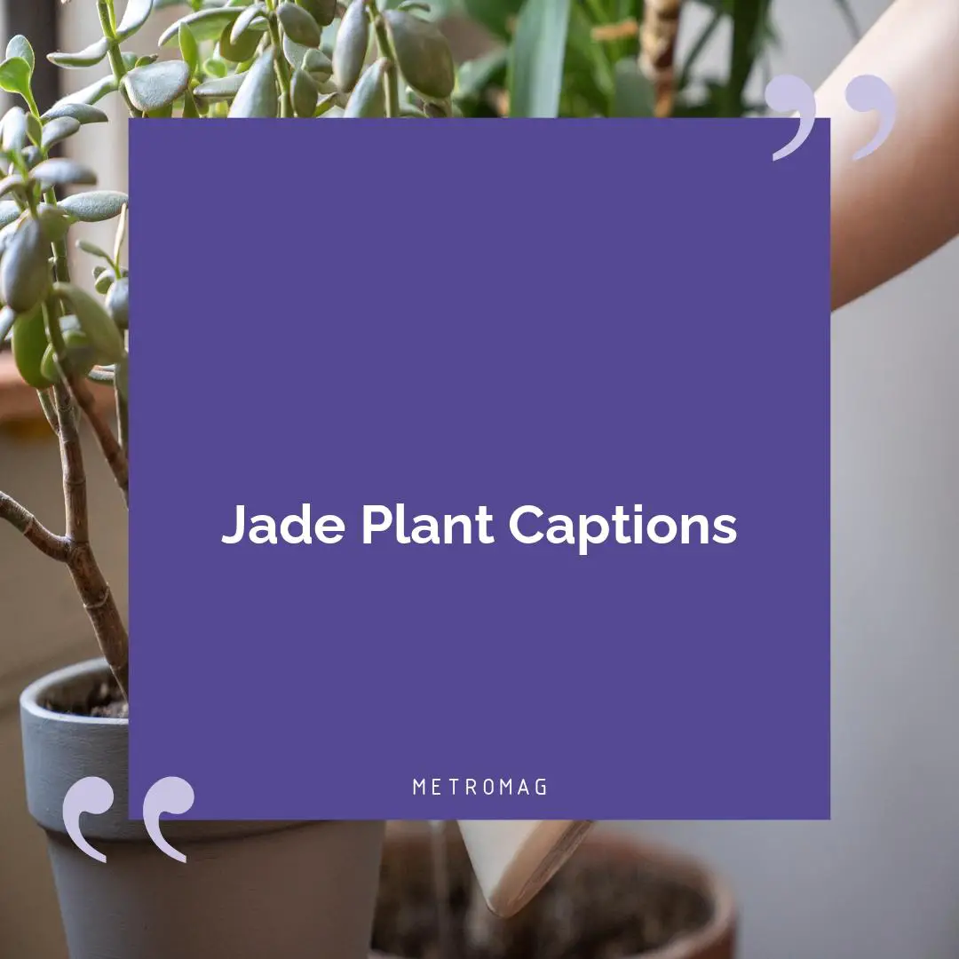 Jade Plant Captions