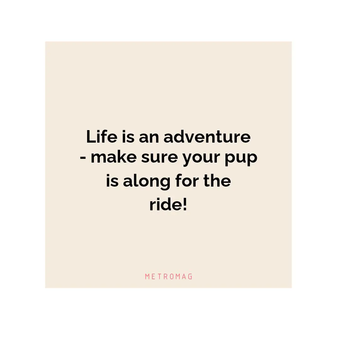 Life is an adventure - make sure your pup is along for the ride!
