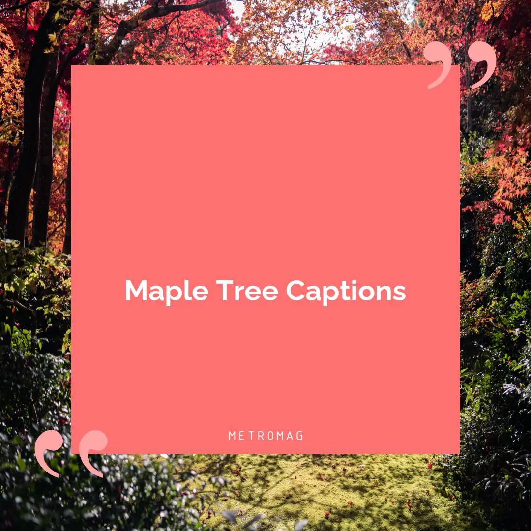 Maple Tree Captions
