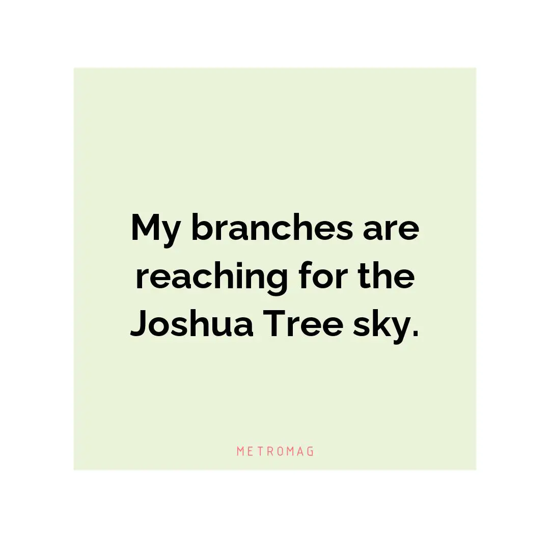 My branches are reaching for the Joshua Tree sky.