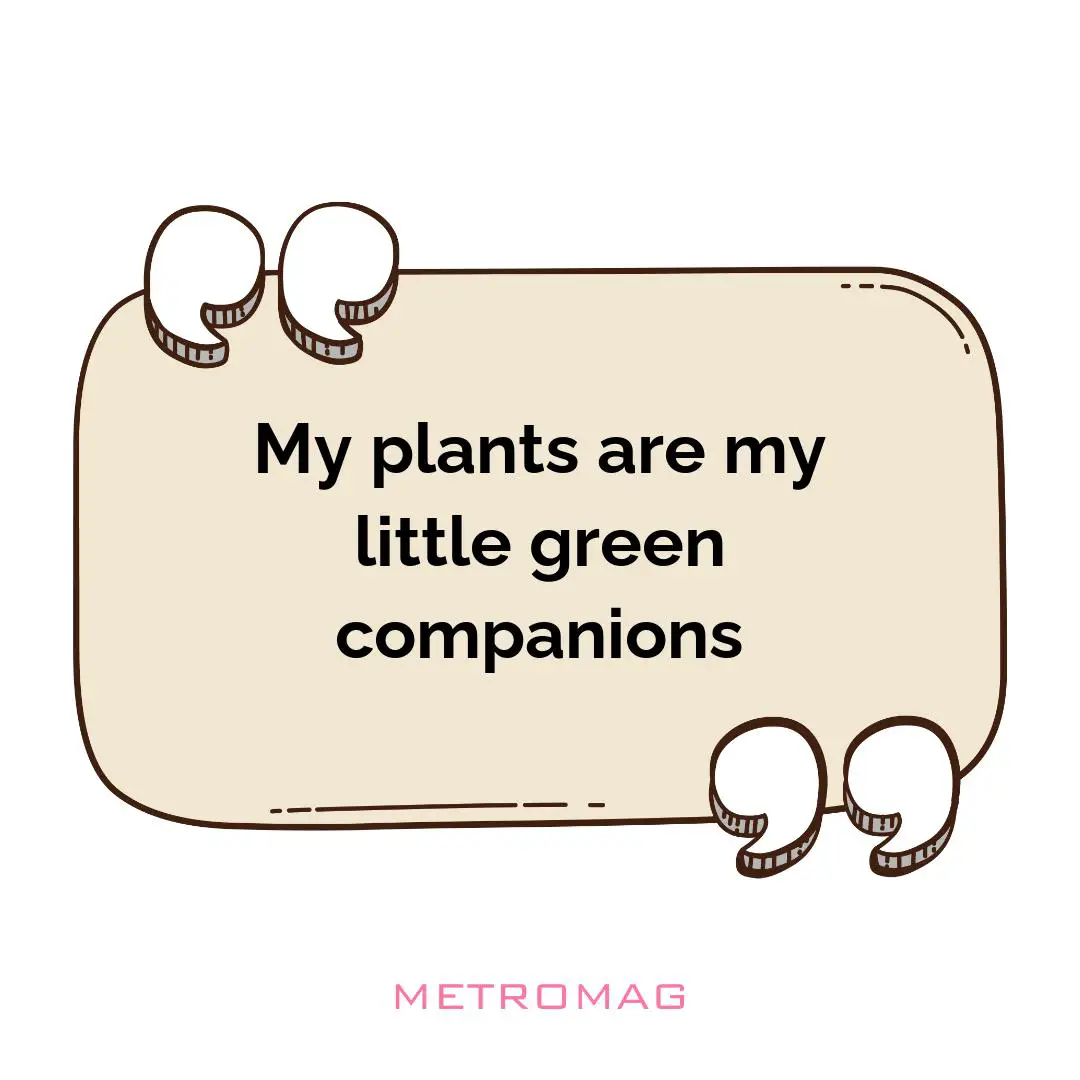 My plants are my little green companions