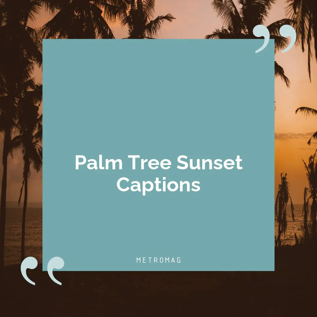 Palm Tree Sunset Captions