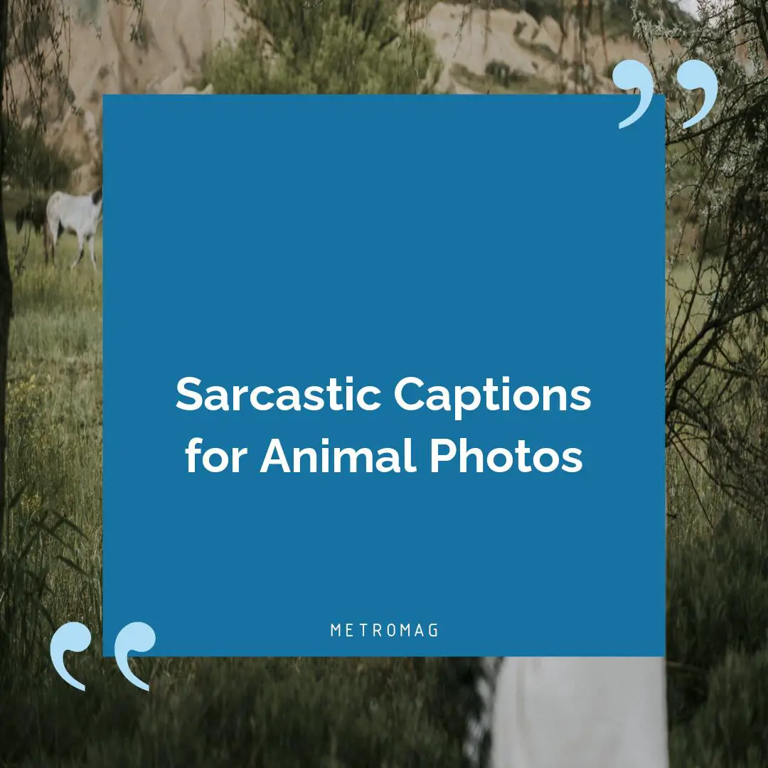 Sarcastic Captions for Animal Photos