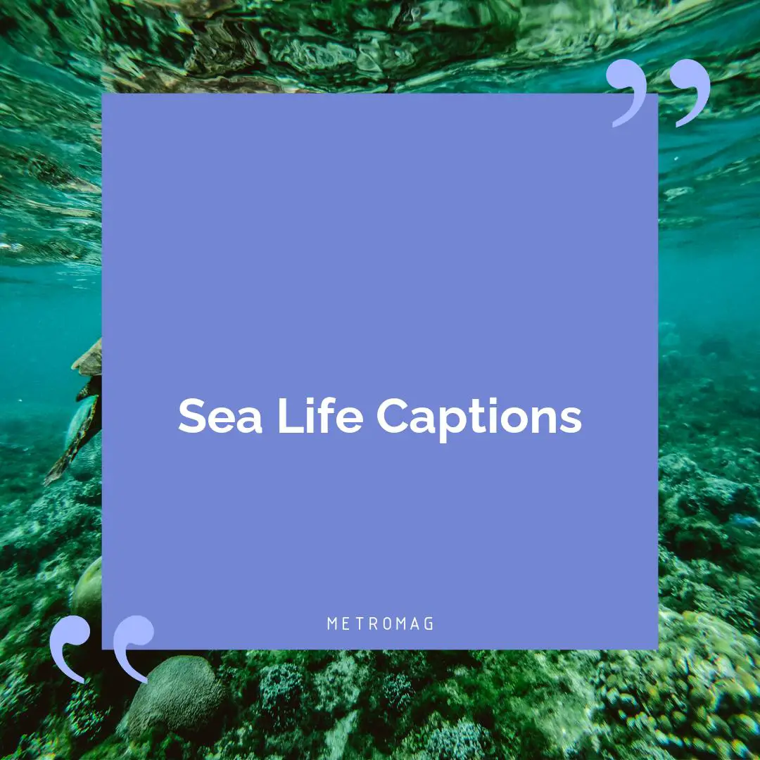 Sea Life Captions