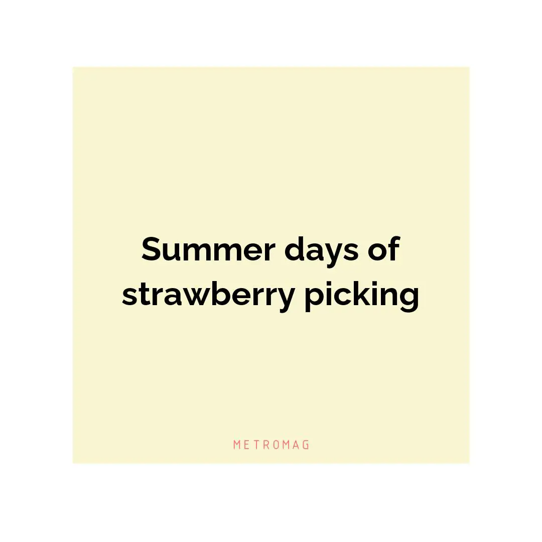 Summer days of strawberry picking
