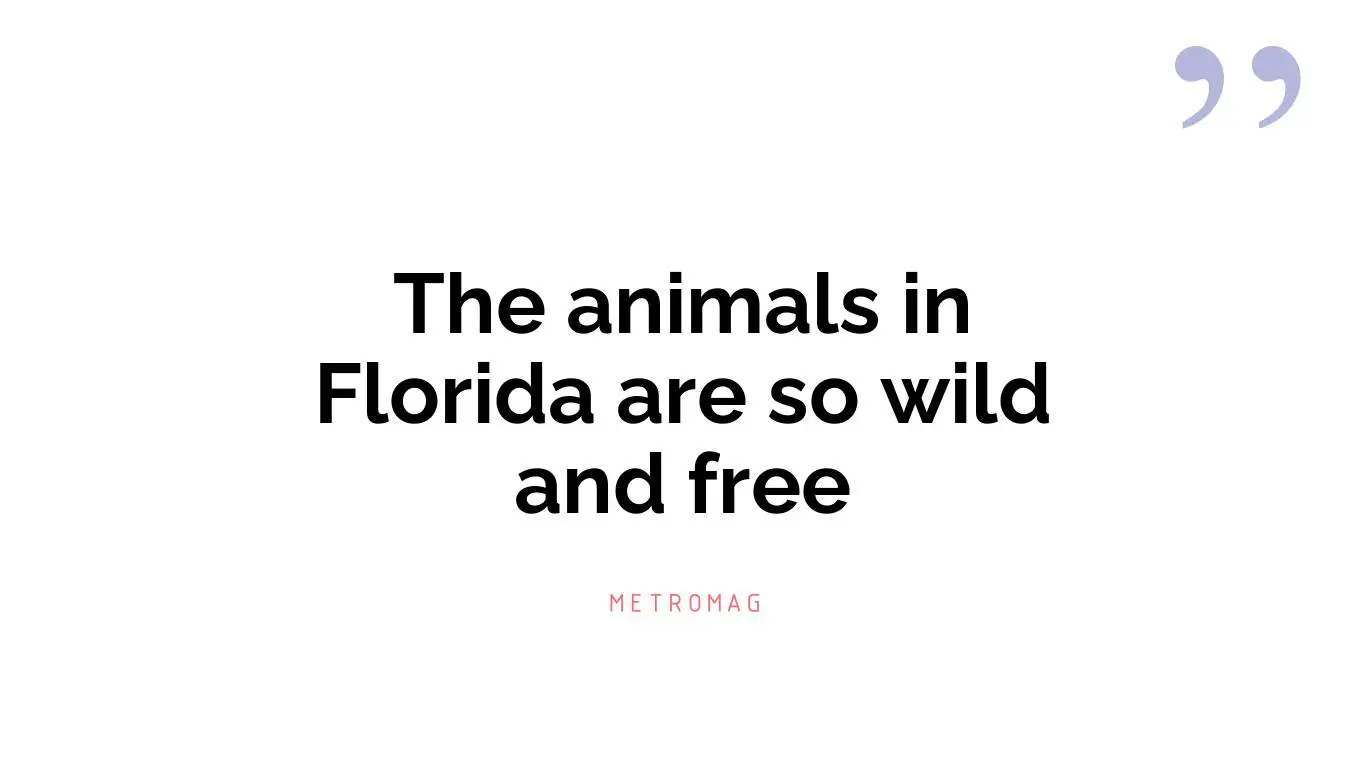 The animals in Florida are so wild and free