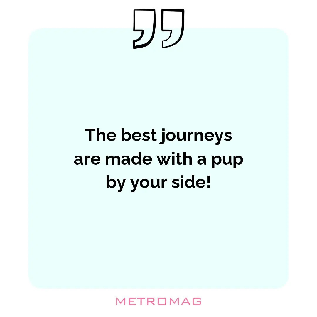The best journeys are made with a pup by your side!