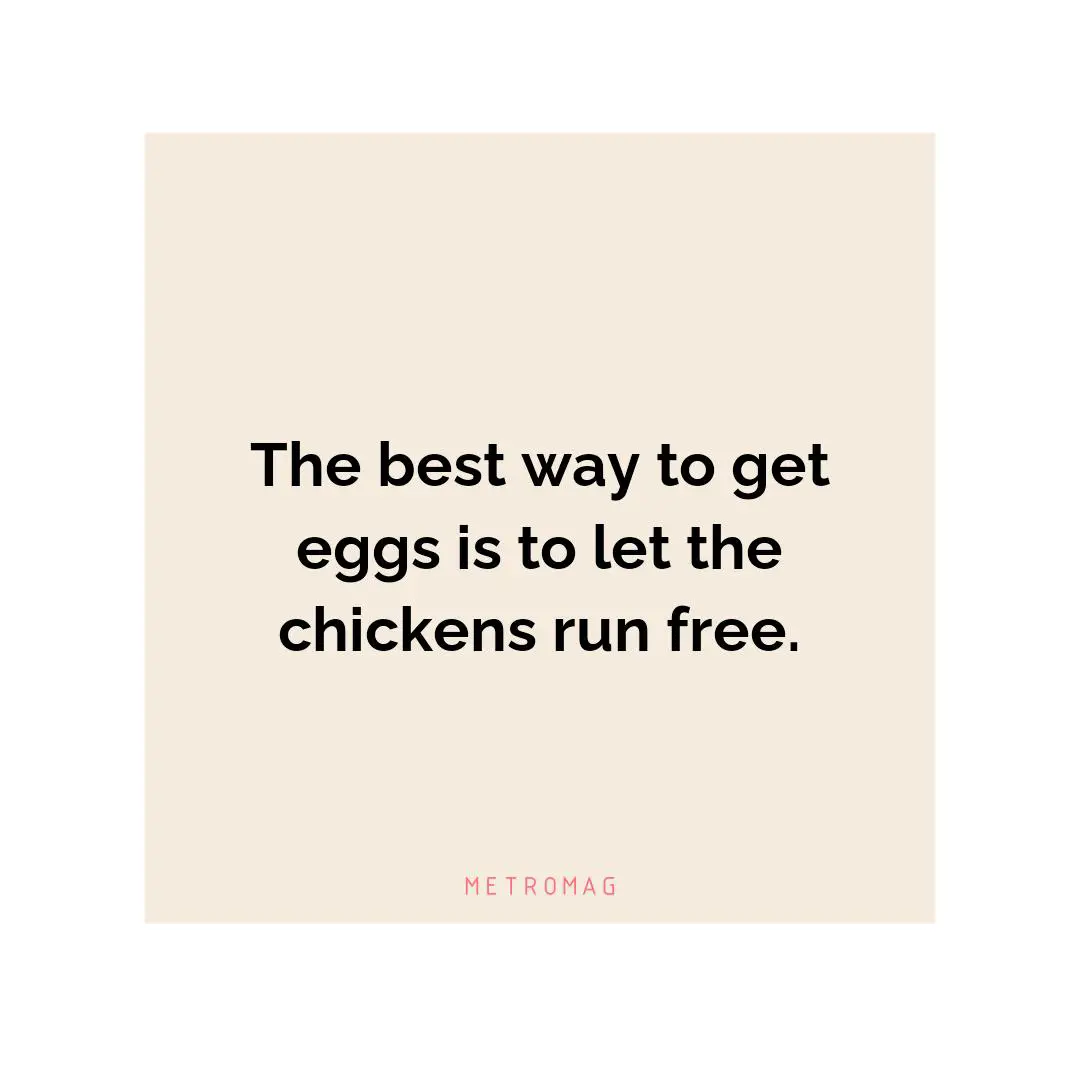 The best way to get eggs is to let the chickens run free.