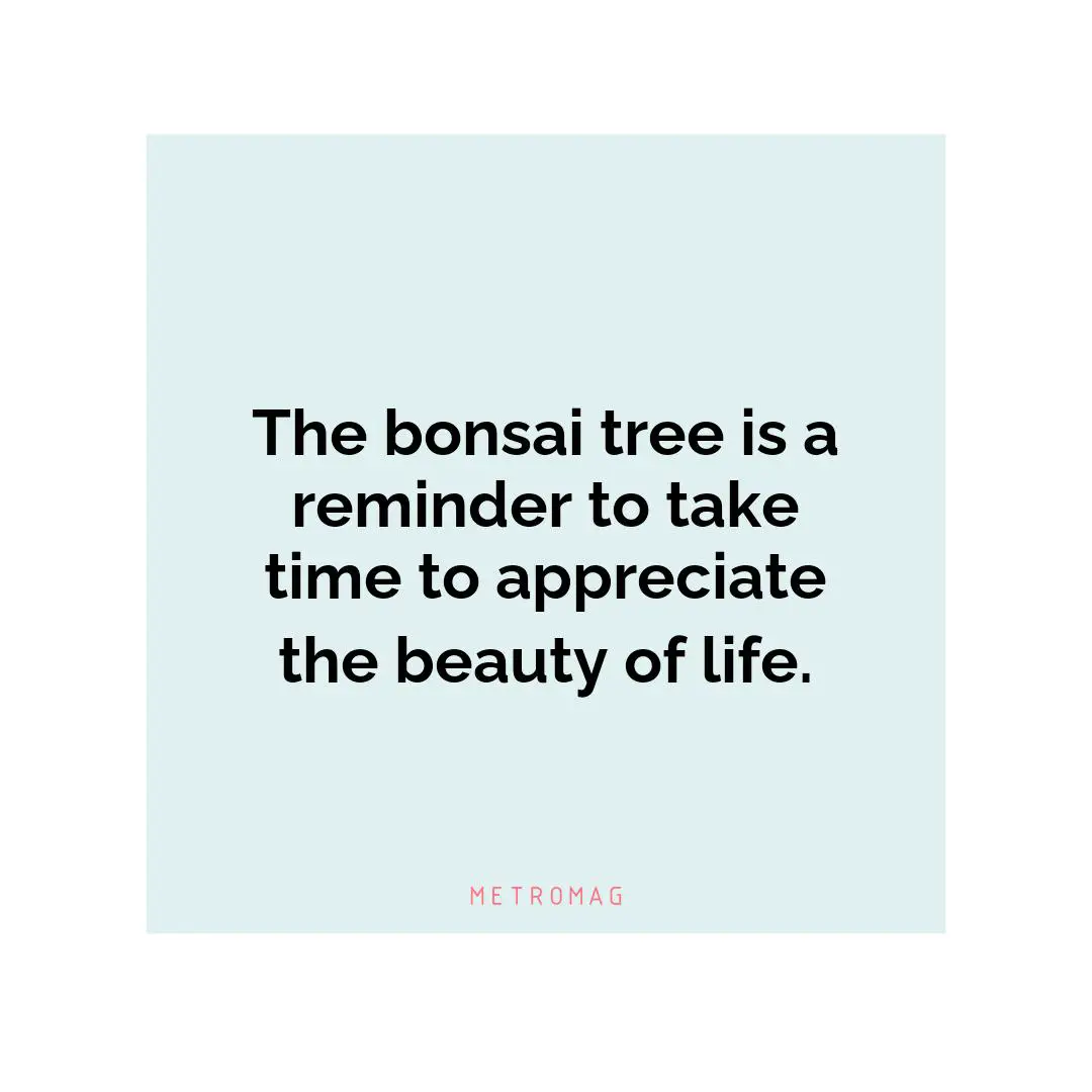The bonsai tree is a reminder to take time to appreciate the beauty of life.
