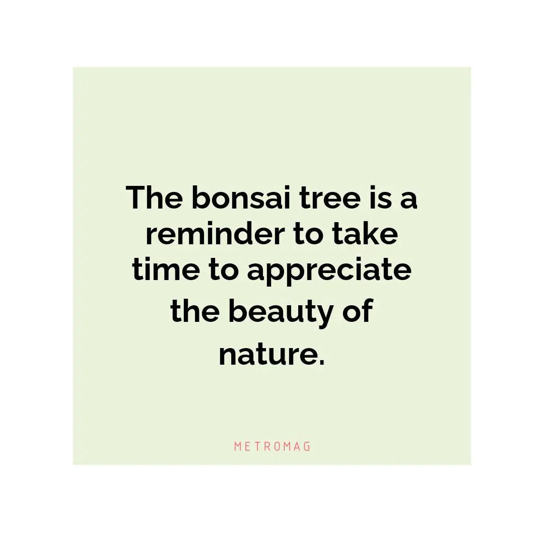 The bonsai tree is a reminder to take time to appreciate the beauty of nature.