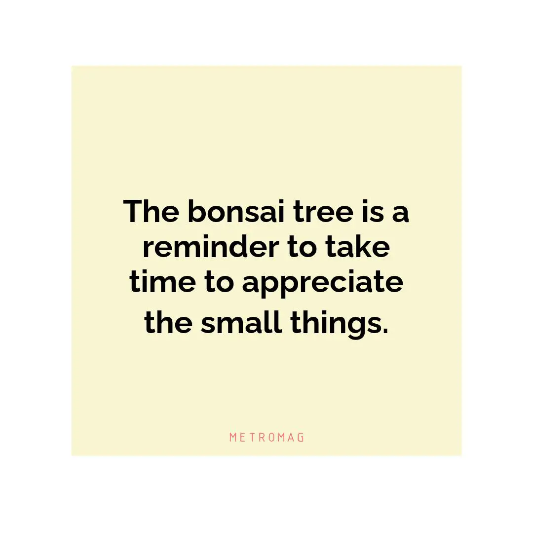 The bonsai tree is a reminder to take time to appreciate the small things.