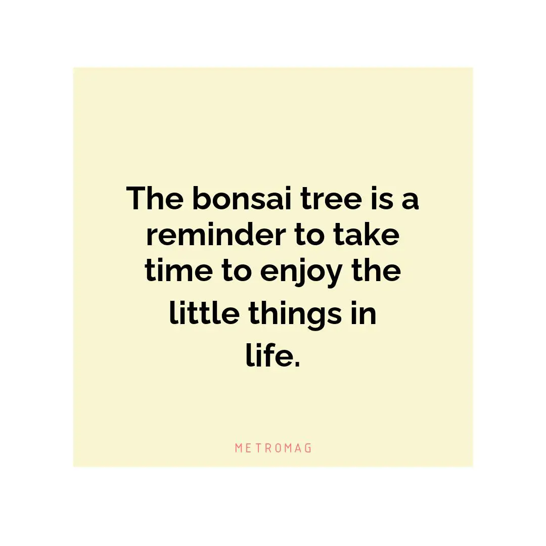 The bonsai tree is a reminder to take time to enjoy the little things in life.