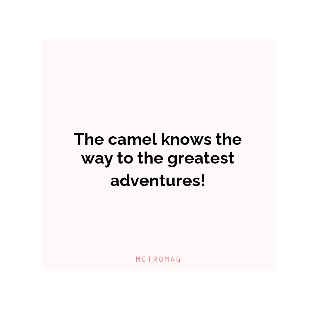 The camel knows the way to the greatest adventures!