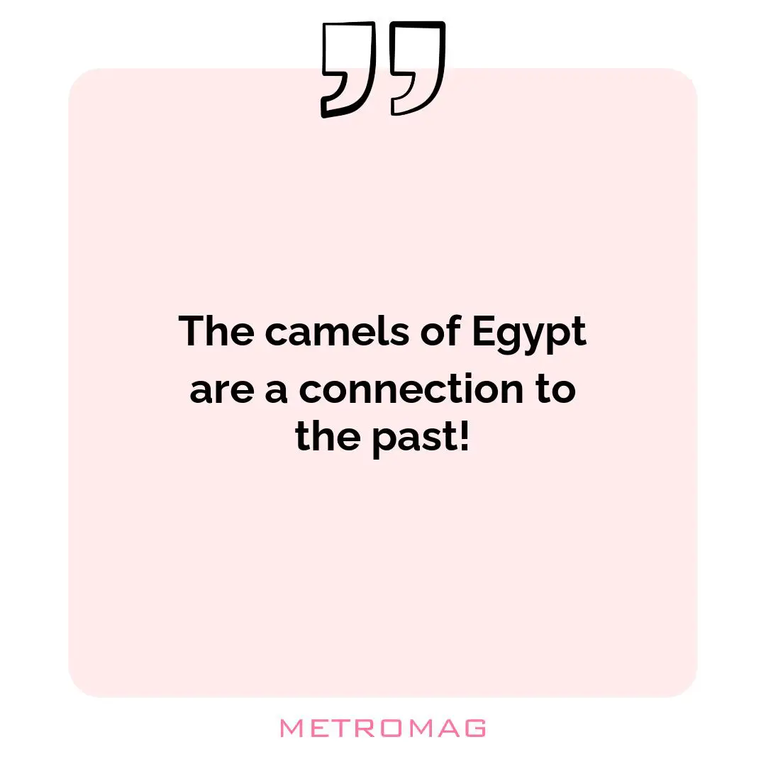 The camels of Egypt are a connection to the past!