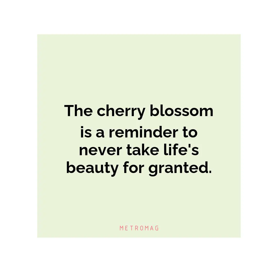 The cherry blossom is a reminder to never take life's beauty for granted.
