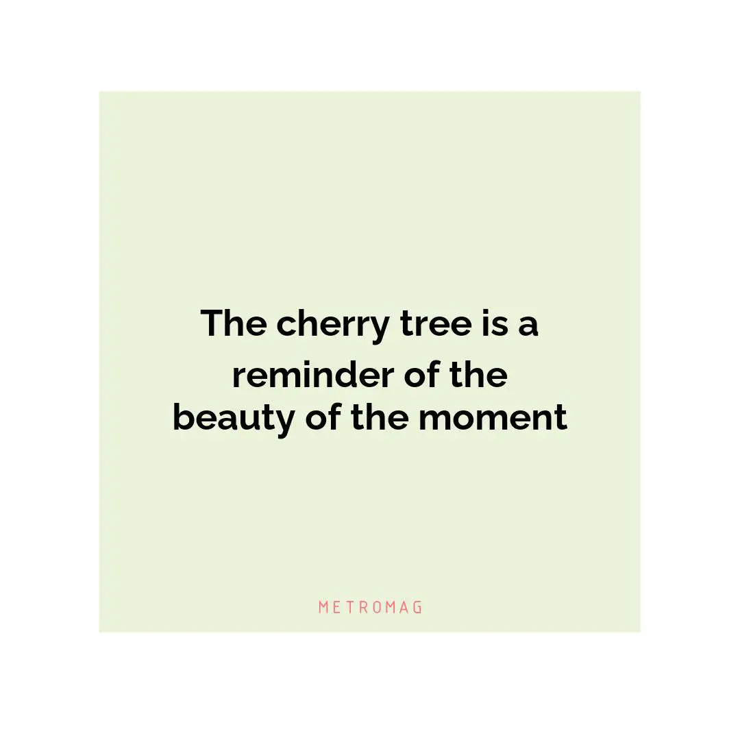 The cherry tree is a reminder of the beauty of the moment