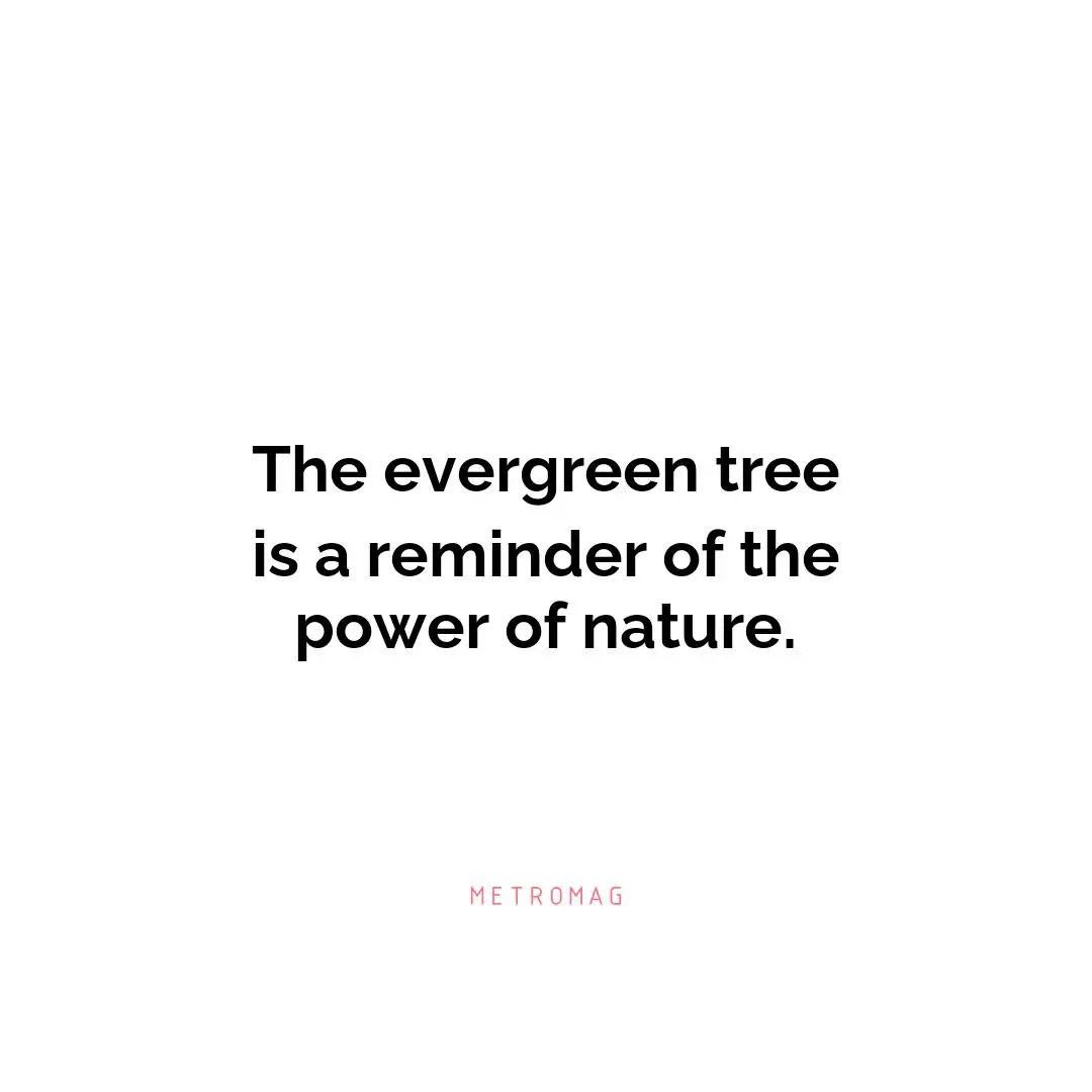 The evergreen tree is a reminder of the power of nature.