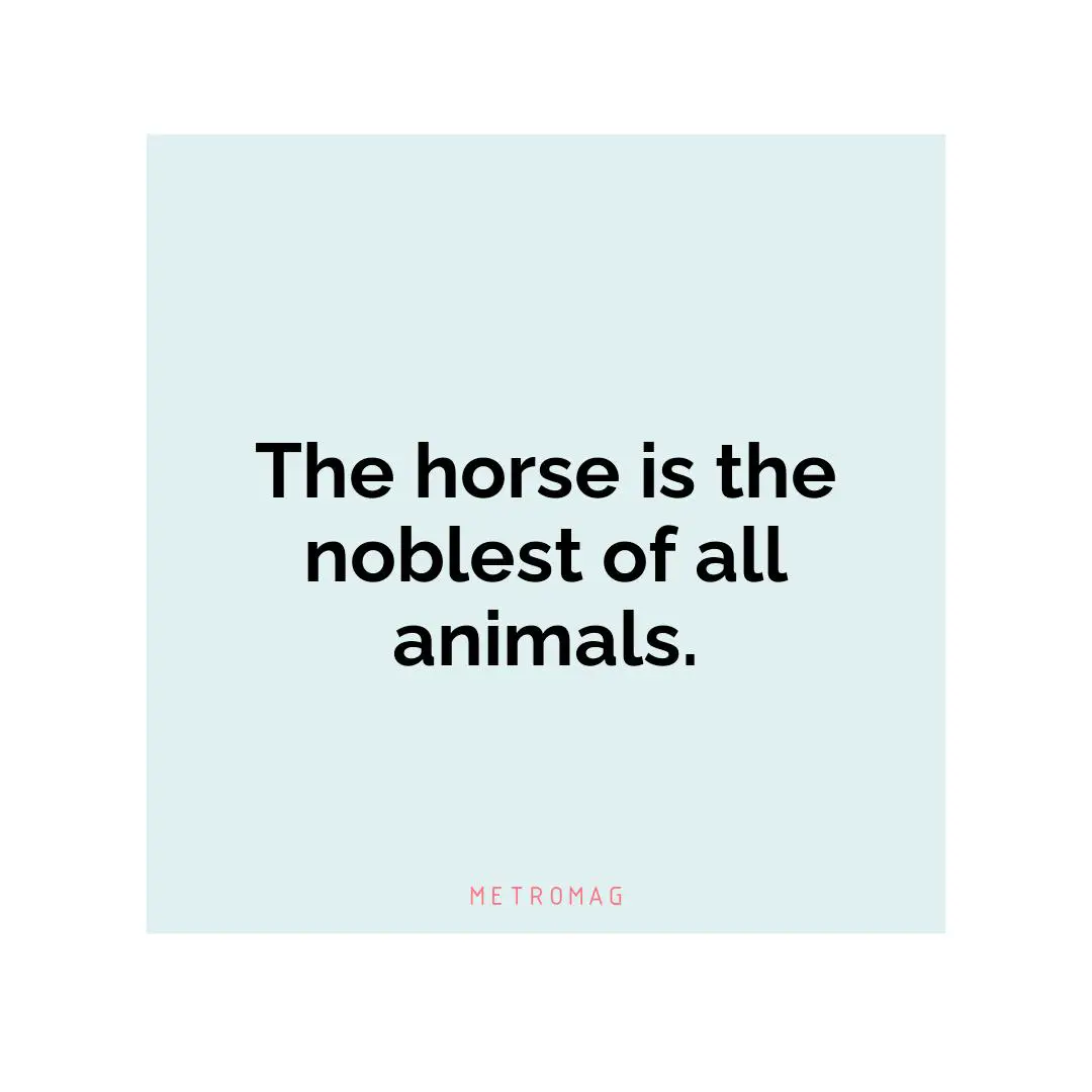 The horse is the noblest of all animals.