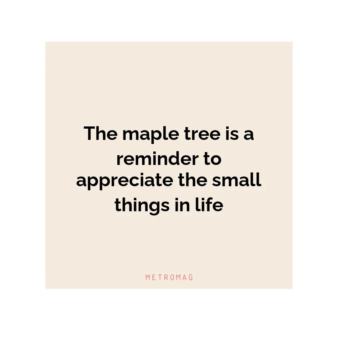 The maple tree is a reminder to appreciate the small things in life