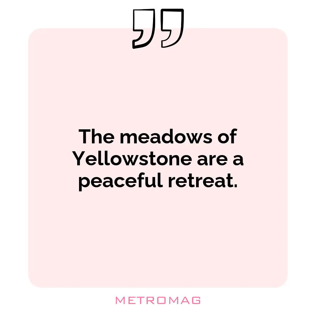The meadows of Yellowstone are a peaceful retreat.
