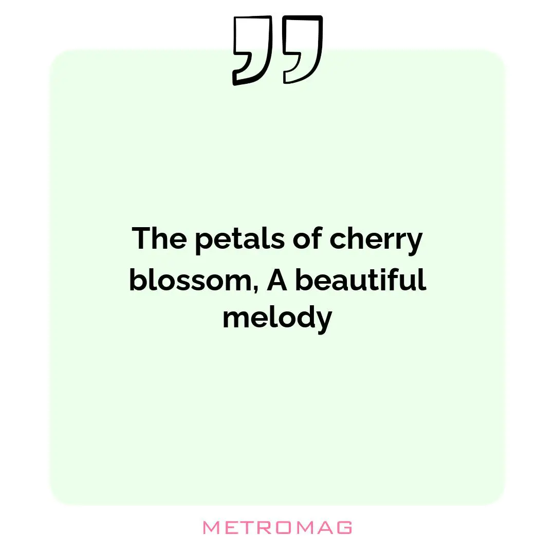 The petals of cherry blossom, A beautiful melody