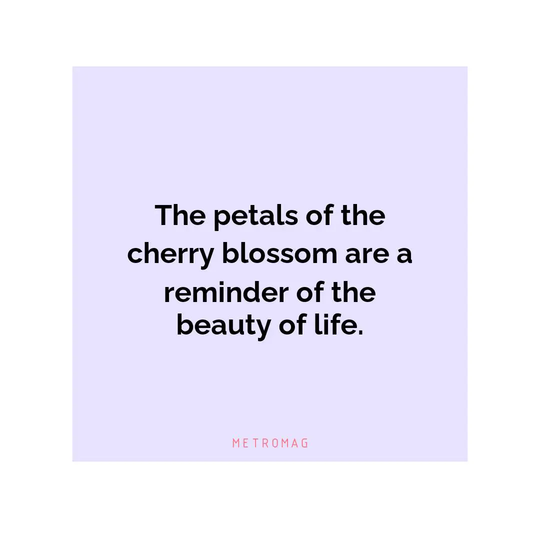 The petals of the cherry blossom are a reminder of the beauty of life.