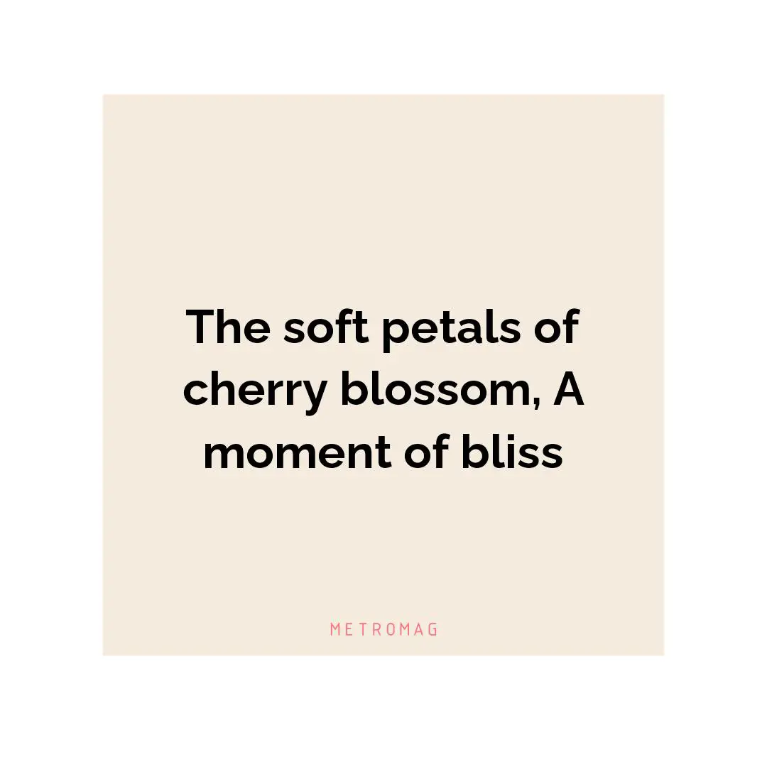 The soft petals of cherry blossom, A moment of bliss