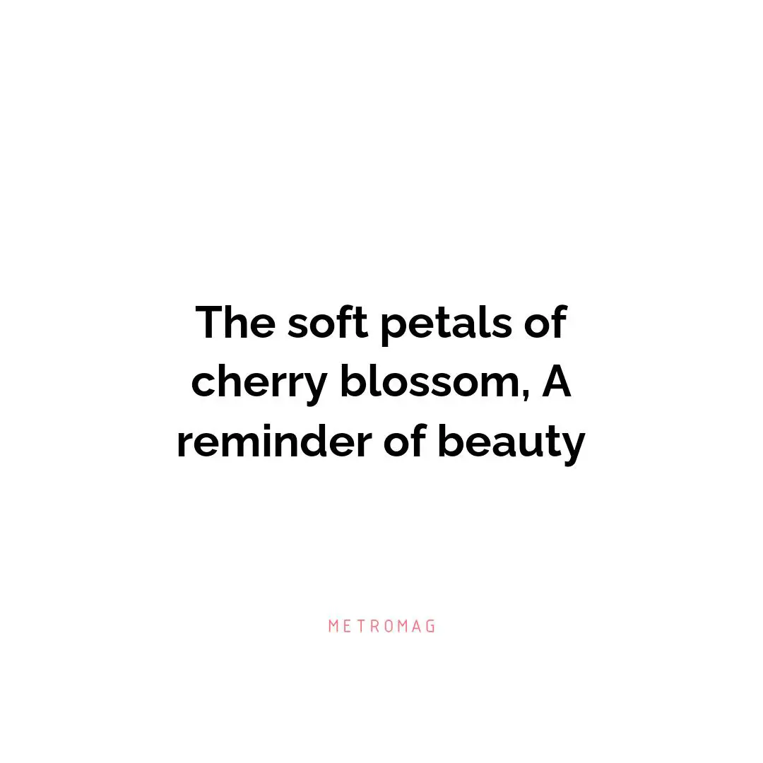 The soft petals of cherry blossom, A reminder of beauty