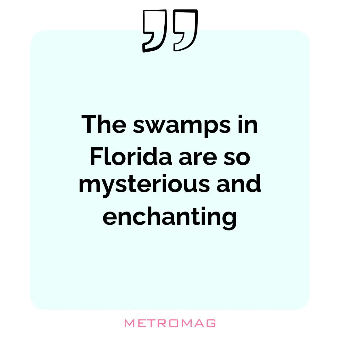 The swamps in Florida are so mysterious and enchanting