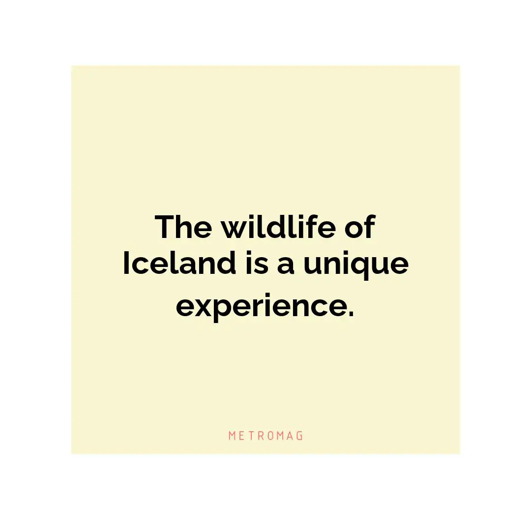 The wildlife of Iceland is a unique experience.
