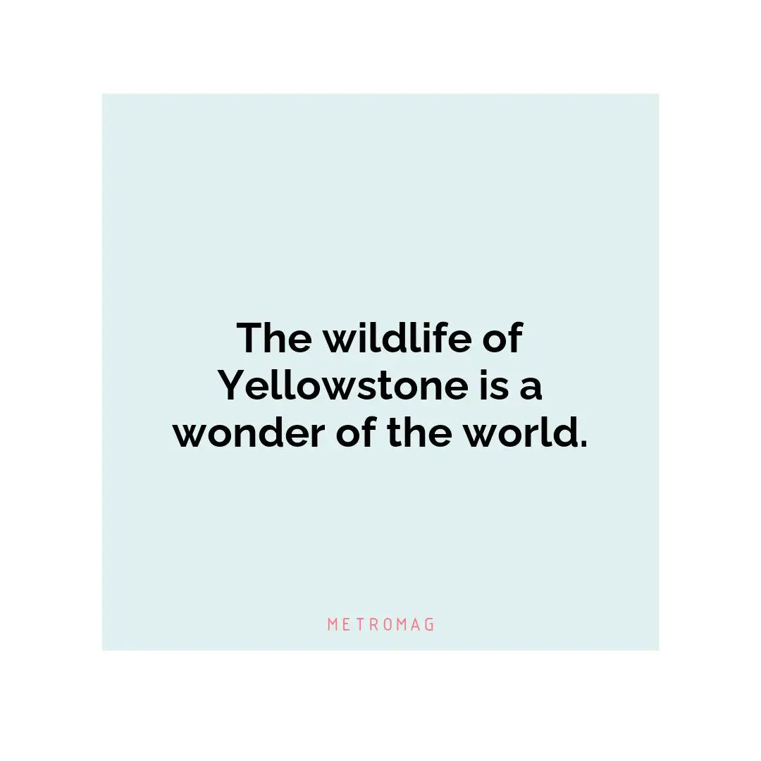 The wildlife of Yellowstone is a wonder of the world.