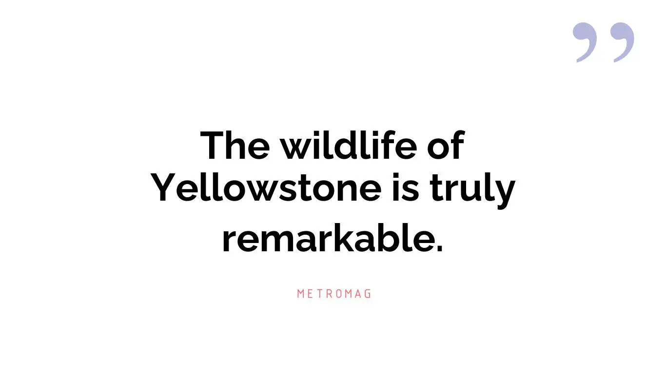 The wildlife of Yellowstone is truly remarkable.