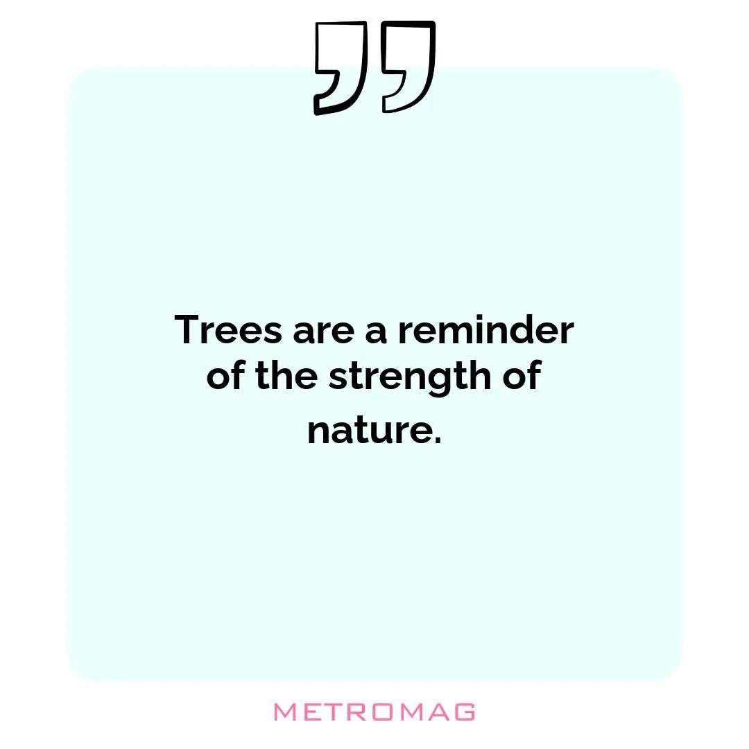 Trees are a reminder of the strength of nature.