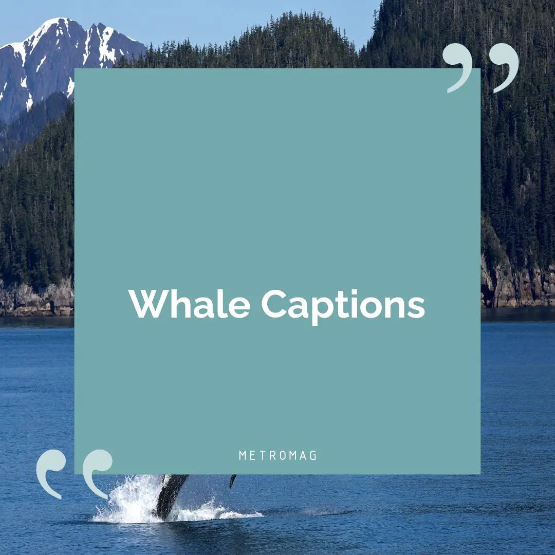 Whale Captions