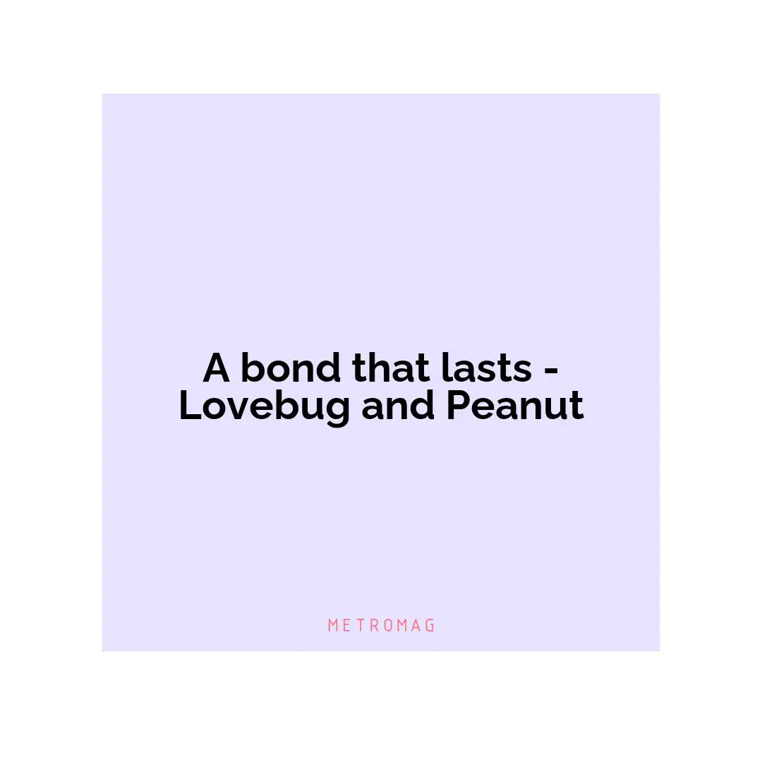A bond that lasts - Lovebug and Peanut