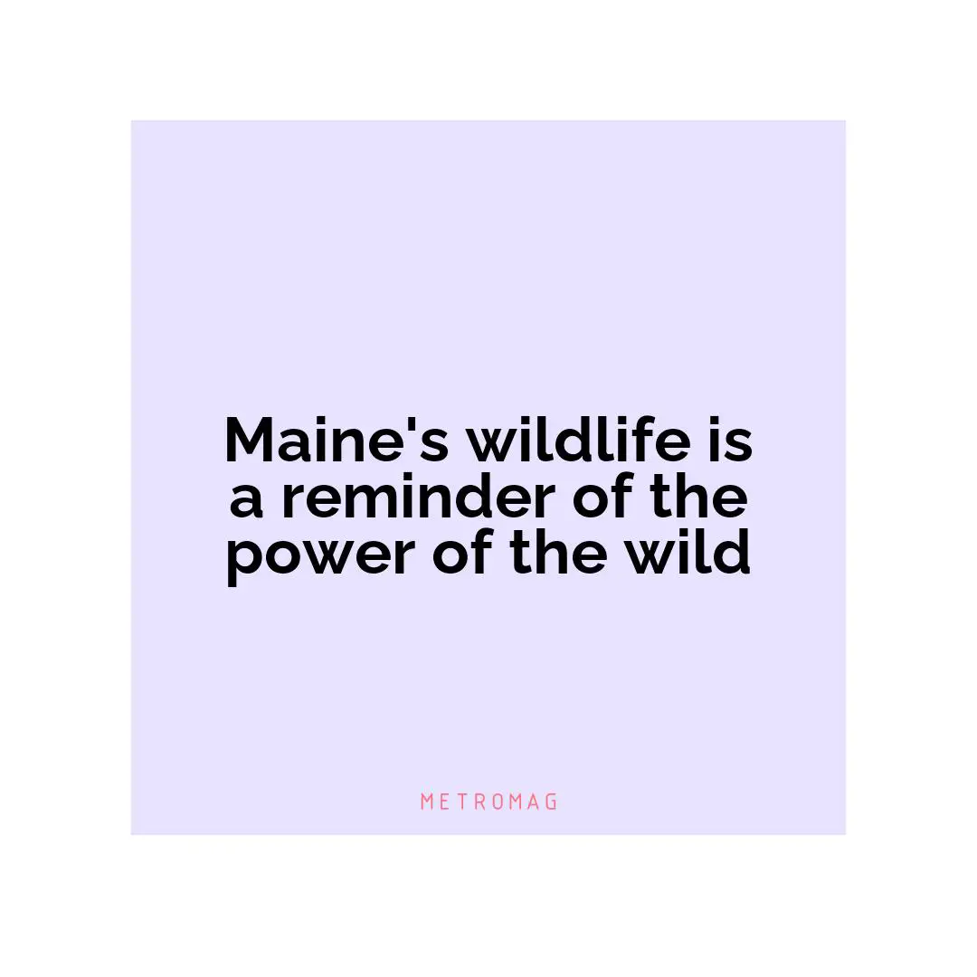 Maine's wildlife is a reminder of the power of the wild
