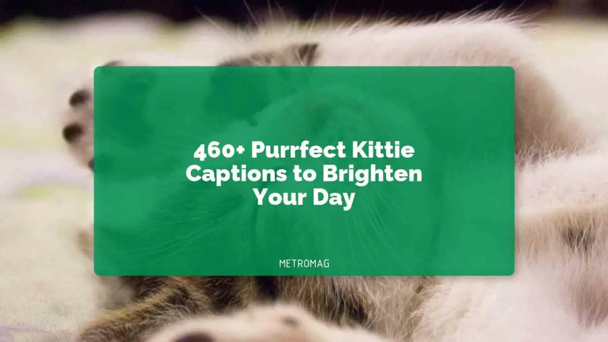 460+ Purrfect Kittie Captions to Brighten Your Day